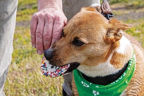 Hounds abound clearance collars