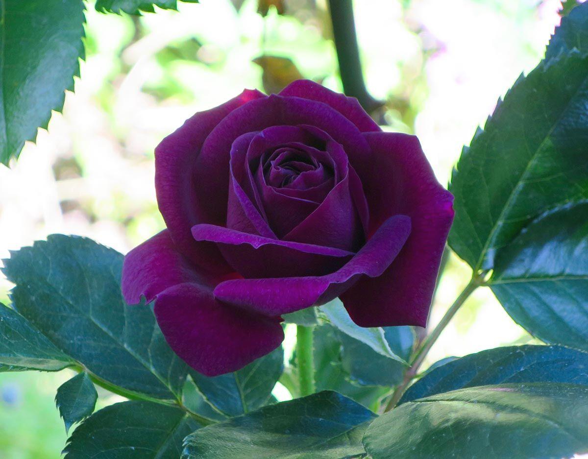 Coming Up Roses Pretty Purple Rose Boasts Heavenly Fragrance Your Home Losaltosonline Com