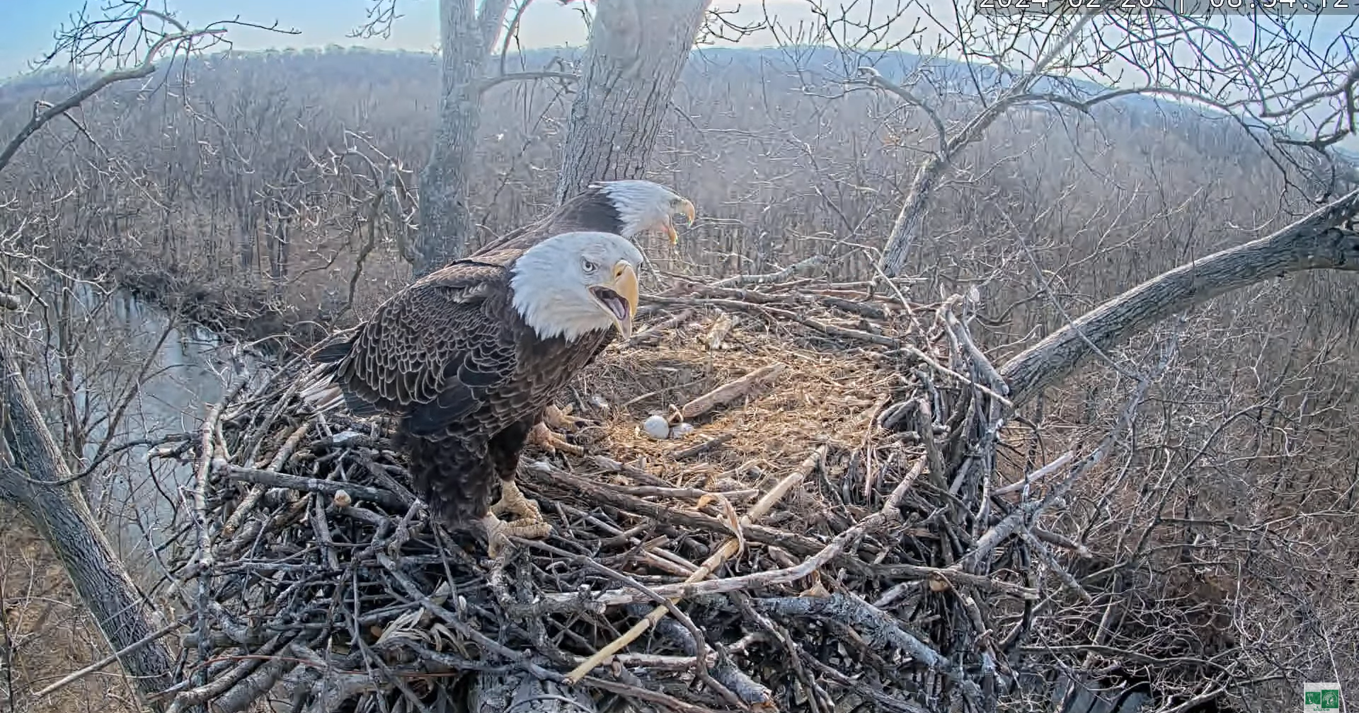 'As the Nest Turns:' Viewers riveted by latest Greenway eagle's saga | 1local - Vimarsana News