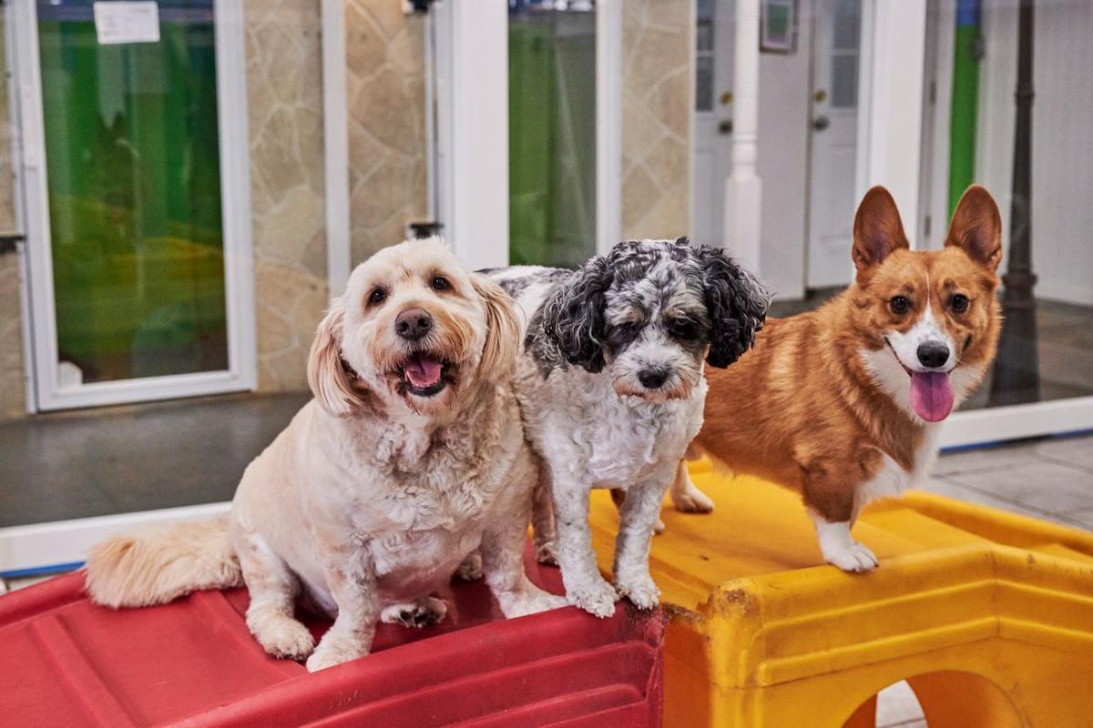 Hounds Town opens new Sterling location | Community | loudountimes.com