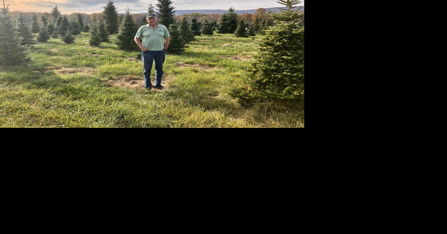 Loudoun County's Christmas tree farmers continue proud tradition of