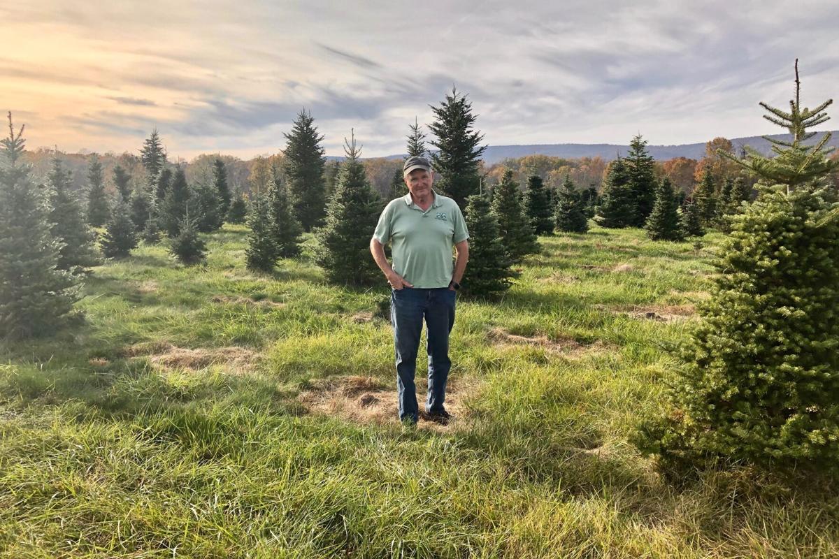 Loudoun County S Christmas Tree Farmers Continue Proud Tradition Of Multigenerational Business News Loudountimes Com