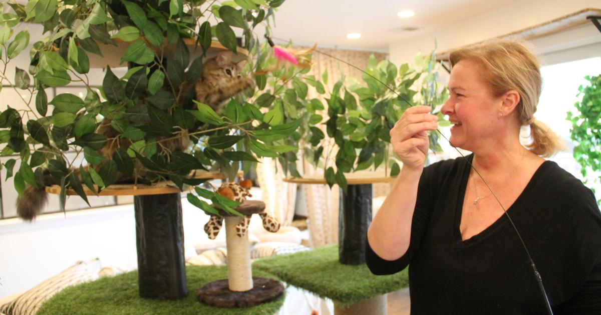 Für katzenartige Feinschmecker ist das Catty Corner Cafe schnurrend – Loudoun Times-Mirror Für katzenartige Feinschmecker ist das Catty Corner Cafe schnurrend – Loudoun Times-Mirror