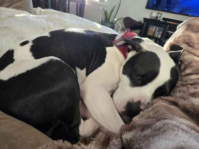 Dog dies in house fire, fund established to assist owner | Public ...