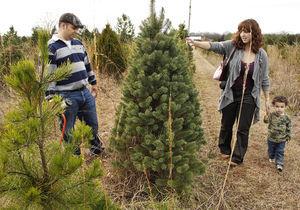 O Christmas Tree Where To Buy Locally Grown Trees In Loudoun News Loudountimes Com