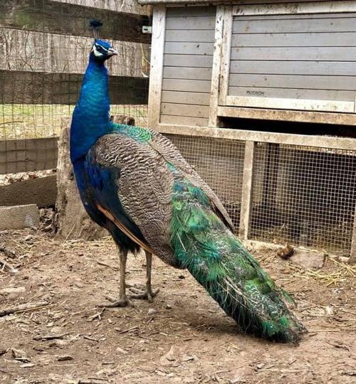 Update Loudoun S Randy Peacock Captured News Loudountimes Com