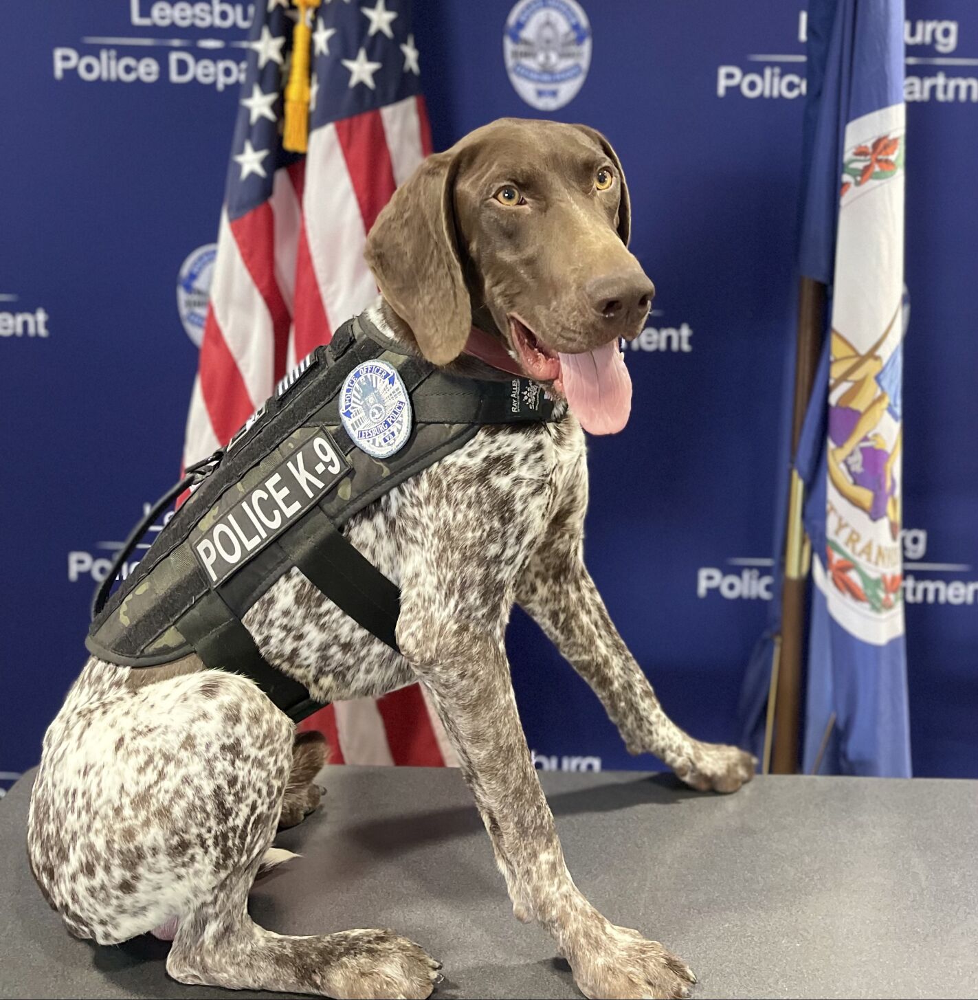 German shorthaired pointer cheap police dog