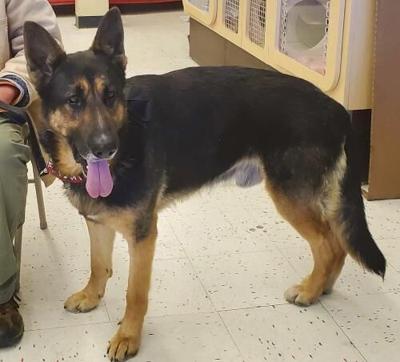 Virginia German Shepherd Rescue To Host Leesburg Adoption Event News Loudountimes Com