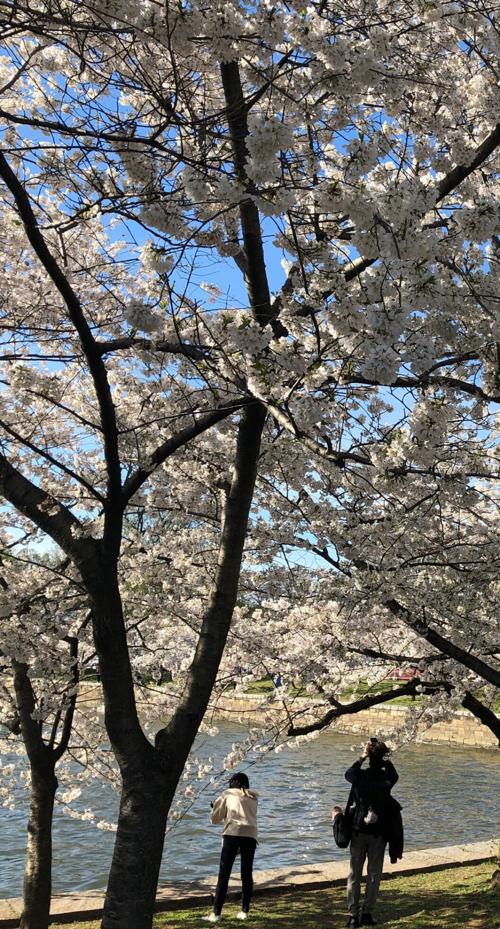 Cherry Blossoms