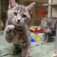 No fees to adopt pets at Loudoun County animal shelter this weekend | |  