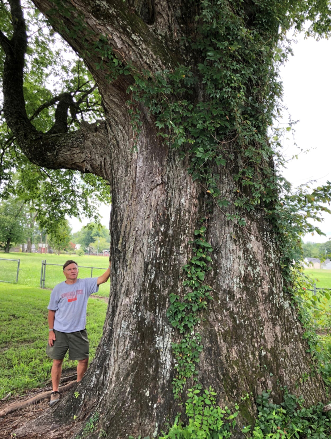 Documenting and preserving Virginia’s largest, most revered trees ...