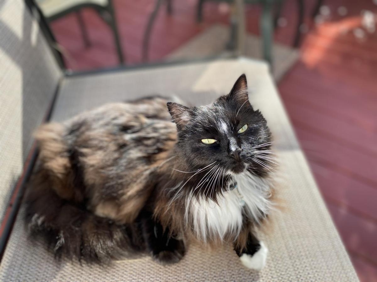 Another Cat Shooting Reported In Loudoun Third Such Incident In