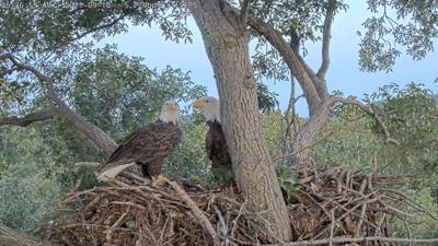 New Dulles Greenway Wetlands eagle cam goes live