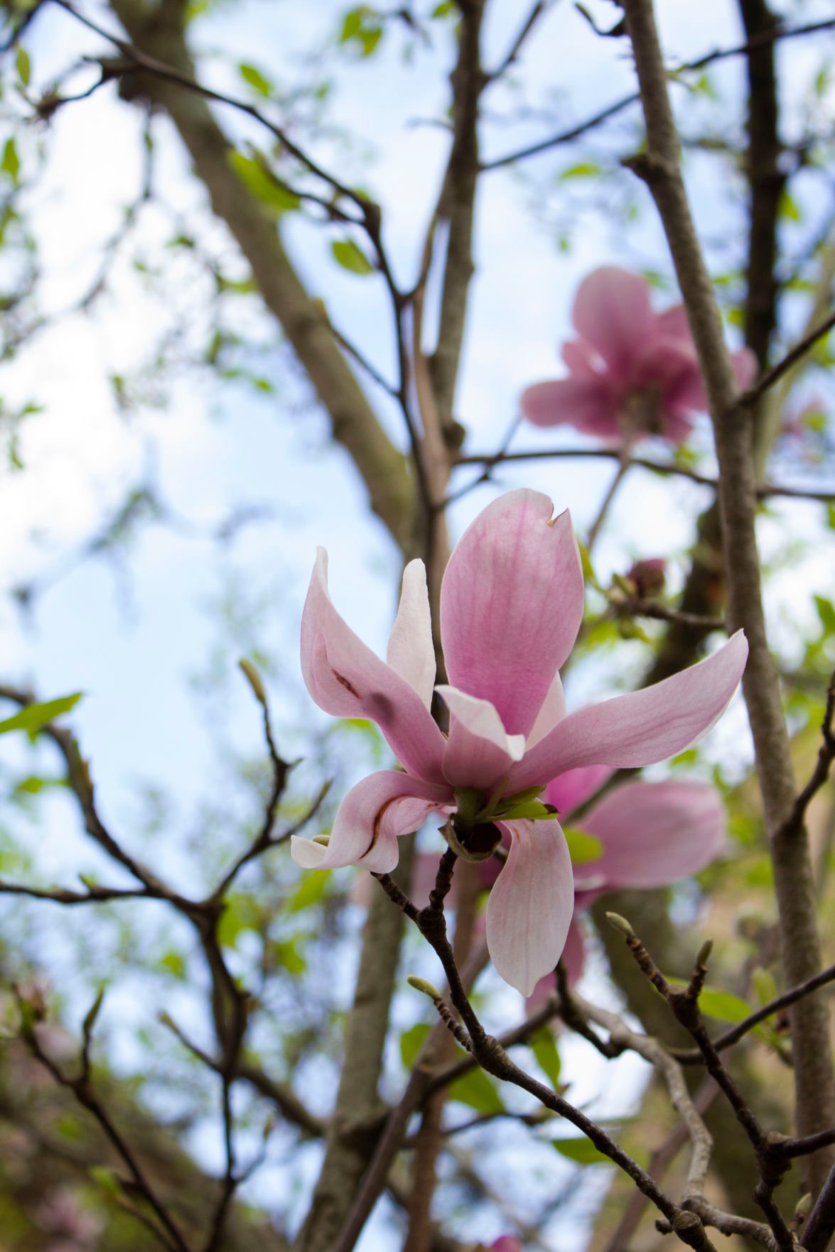 Japanese Magnolias Provide Lsu S Landscape With Color During The Late Winter News Lsureveille Com
