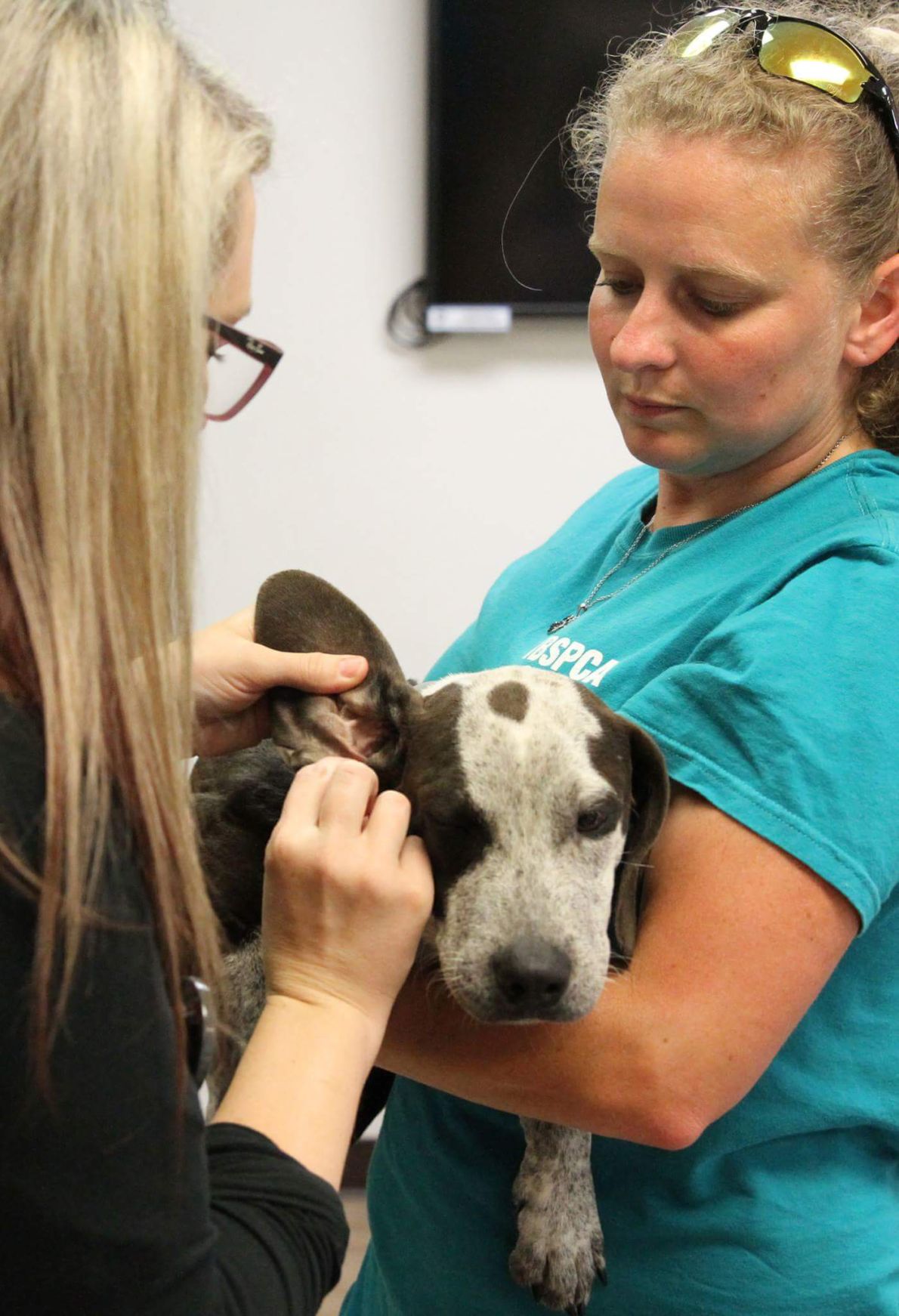 lsu adoption center