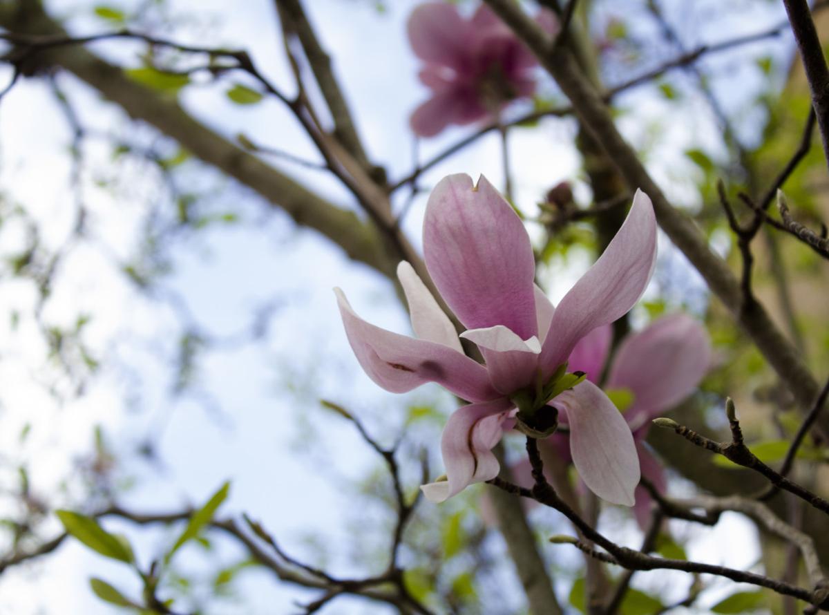 Japanese Magnolias Provide Lsu S Landscape With Color During The Late Winter News Lsureveille Com