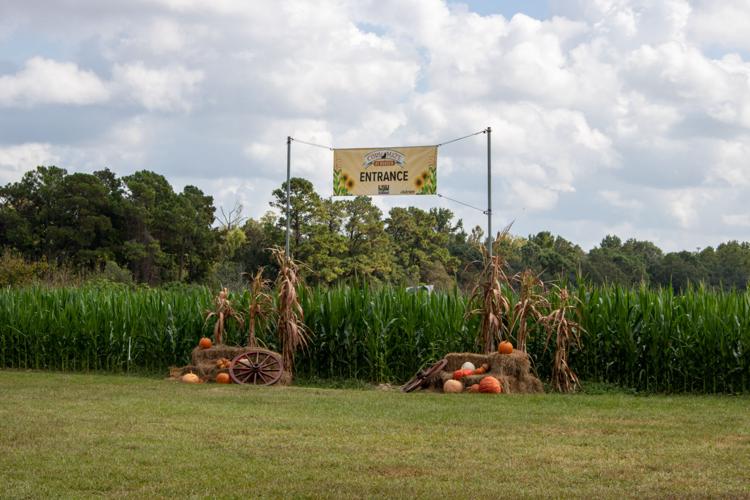 Lsu Agcenter Hosts Annual Corn Maze At