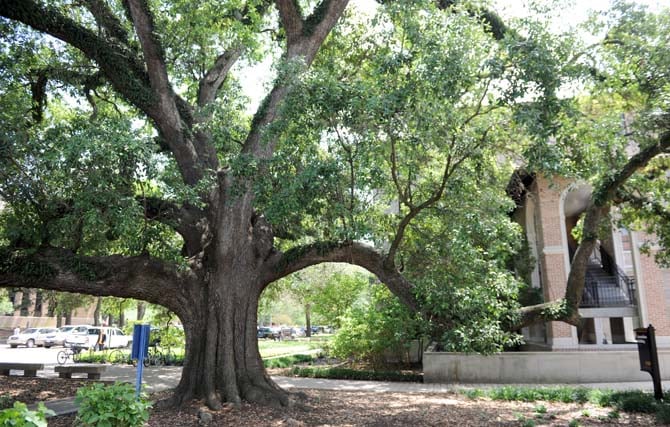University Trees Are Rich With History, Lsu Landscape Services