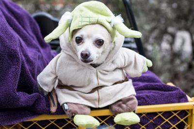 Bark in the Park: Meet 18 dogs with the coolest costumes from the