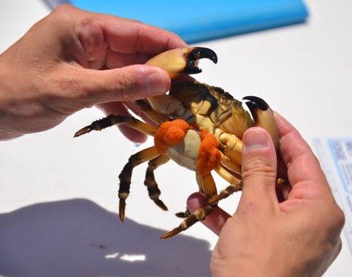 LSU professors receive grant to study effects of climate change on Florida stone crab - The Reveille, LSU's student newspaper