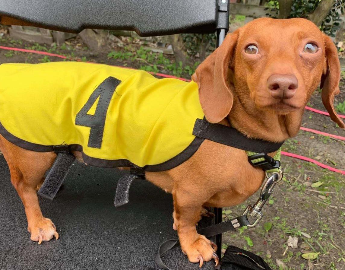 Fastest wiener dog found in New Orleans The Daily Reveille