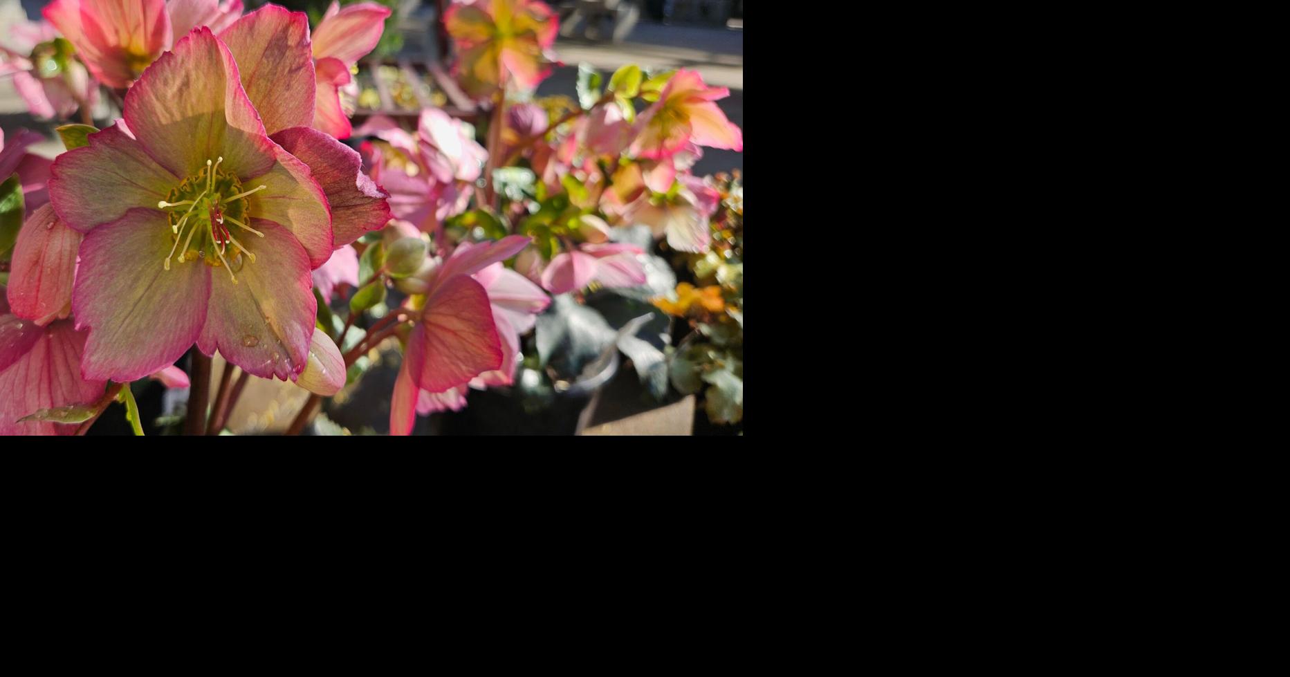 COUNTRY LIFE: Start the season right in the garden