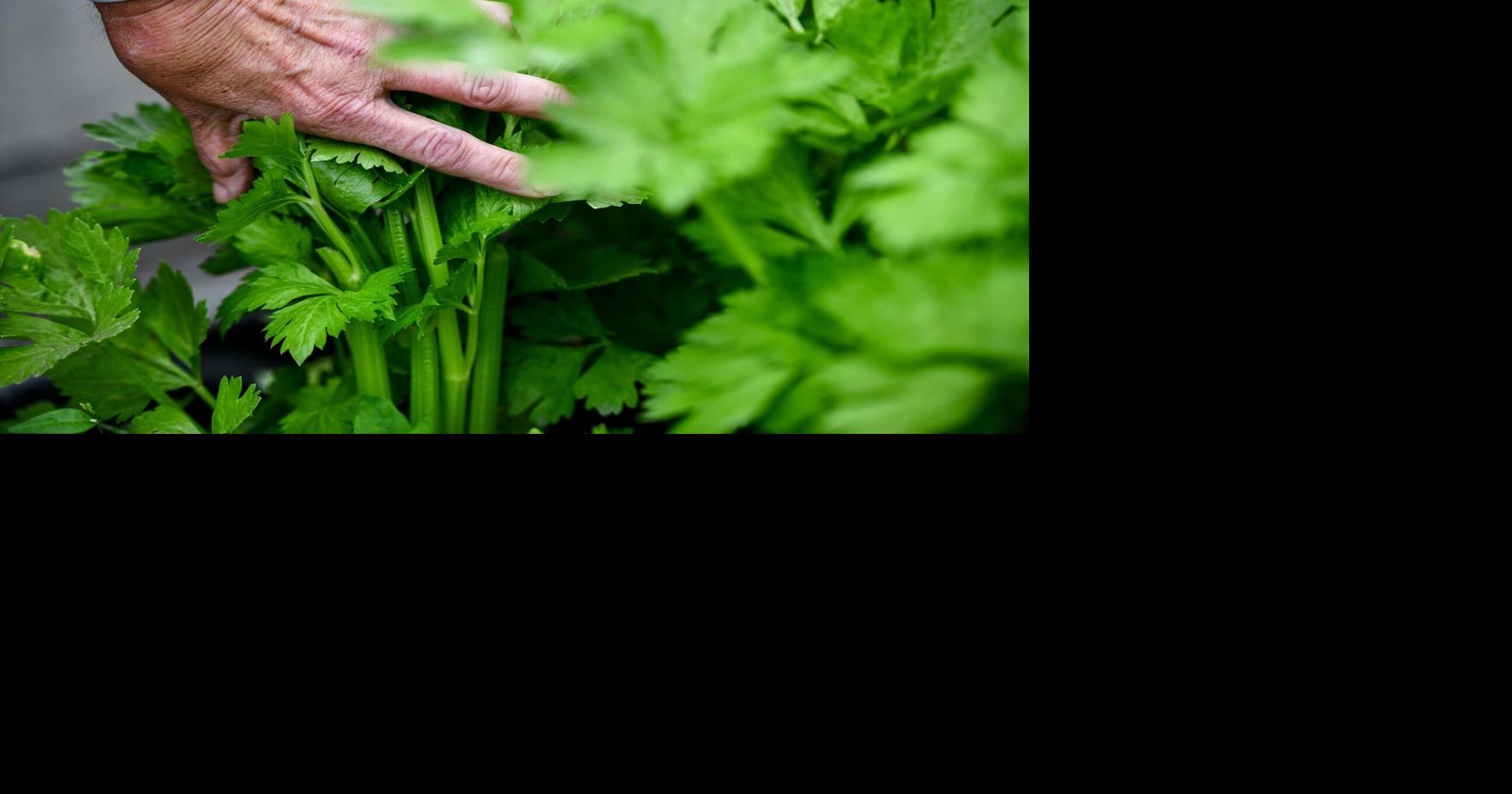 Fresh from the farm: Local food trails highlight homegrown food
