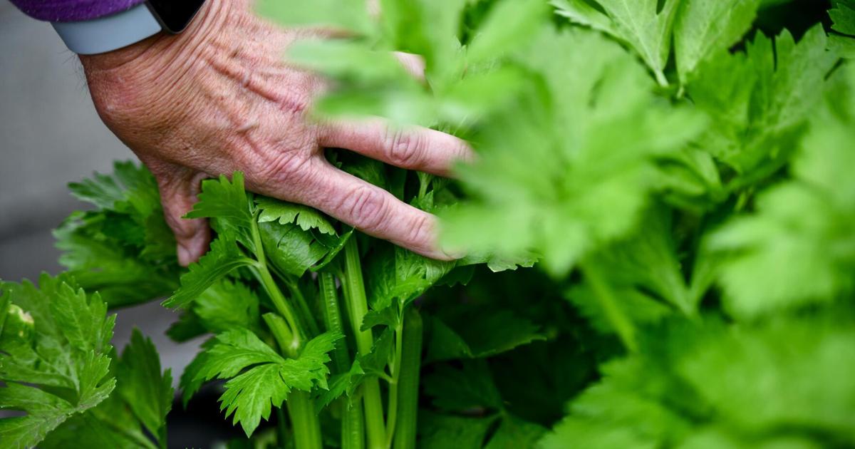 Fresh from the farm: Local food trails highlight homegrown food