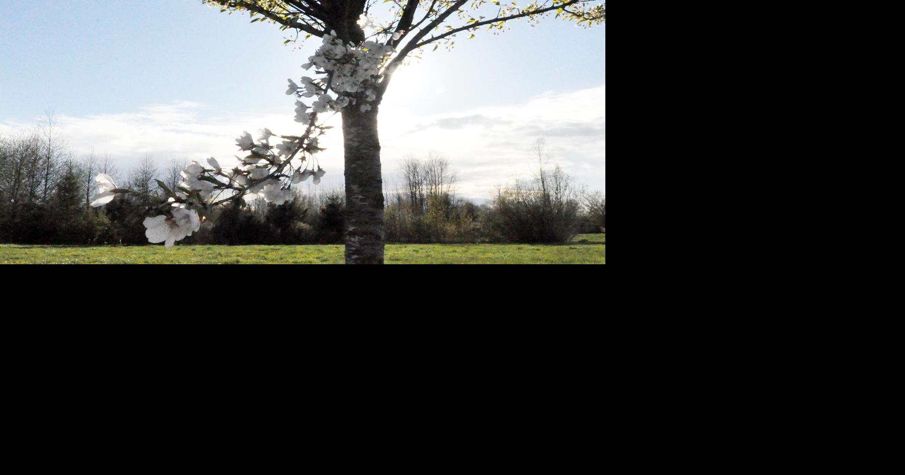 Ferndale’s annual Japanese Cherry Blossom Festival this Saturday News