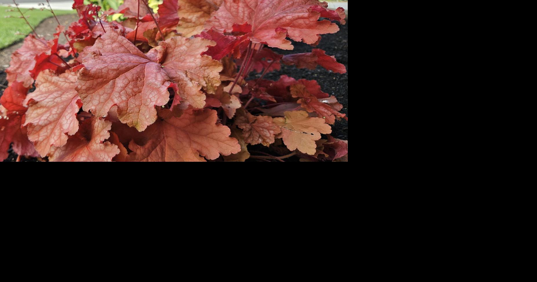 COUNTRY LIFE: Plenty of summer colors for the garden | News ...