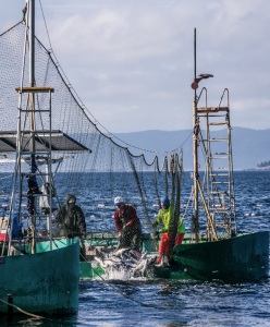 Catch a little fish history | Arts And Entertainment | lyndentribune.com