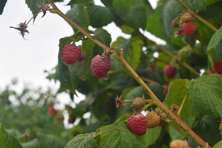 Usa Apple Raspberry 90% of frozen USA-based raspberries grown locally | News ...