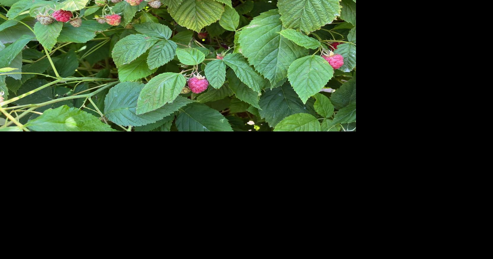 Raspberry yield edges up in 2023 News