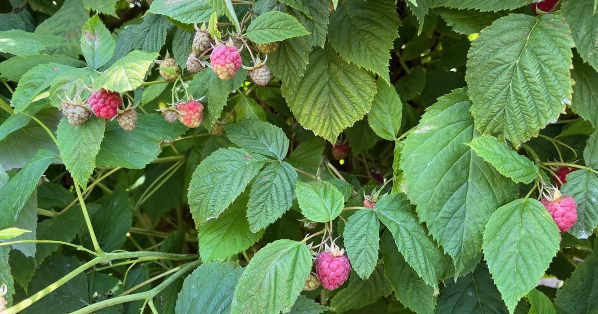 Edge For Raspberry Bush Raspberry yield edges up in 2023 | News | lyndentribune.com