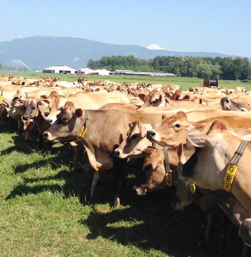 Jersey cows at Edelweiss Dairy