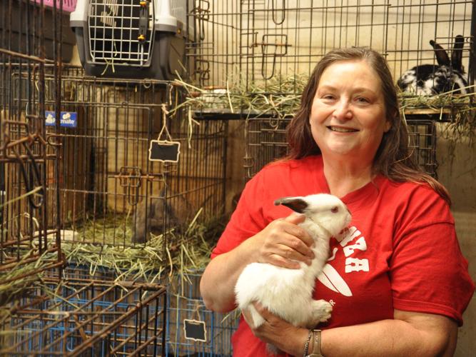 Lynden-based rabbit rescue tackles abandoned rabbit problem