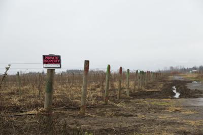 Berry Grower Faces 102 000 Ecology Penalty News Lyndentribune Com