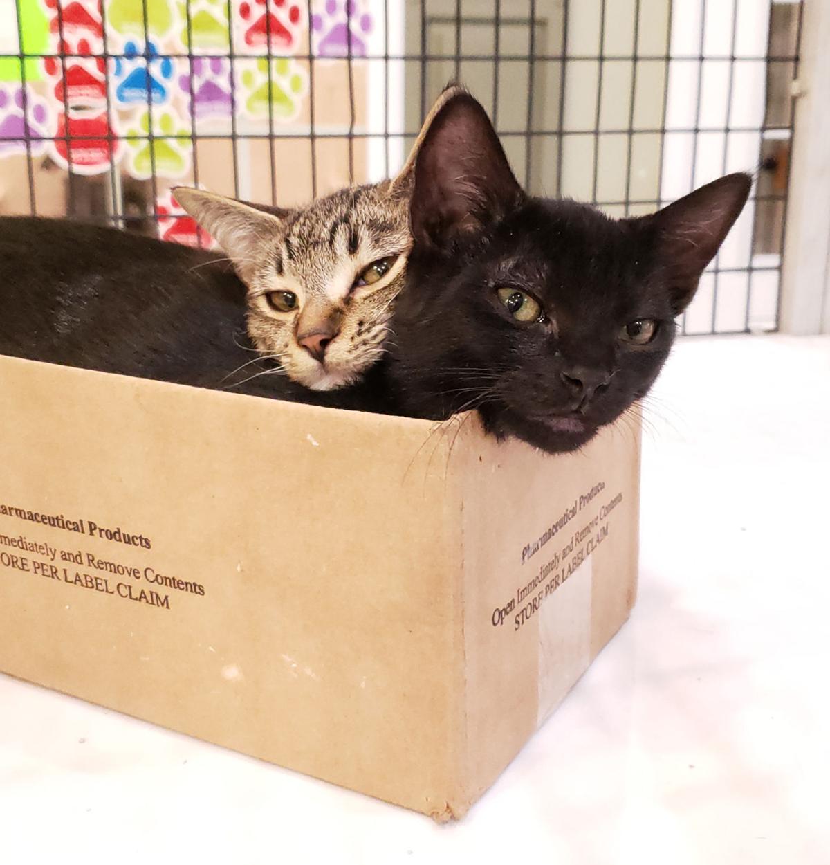 ‘Flynt’ is MOAS’s Cat of the Week