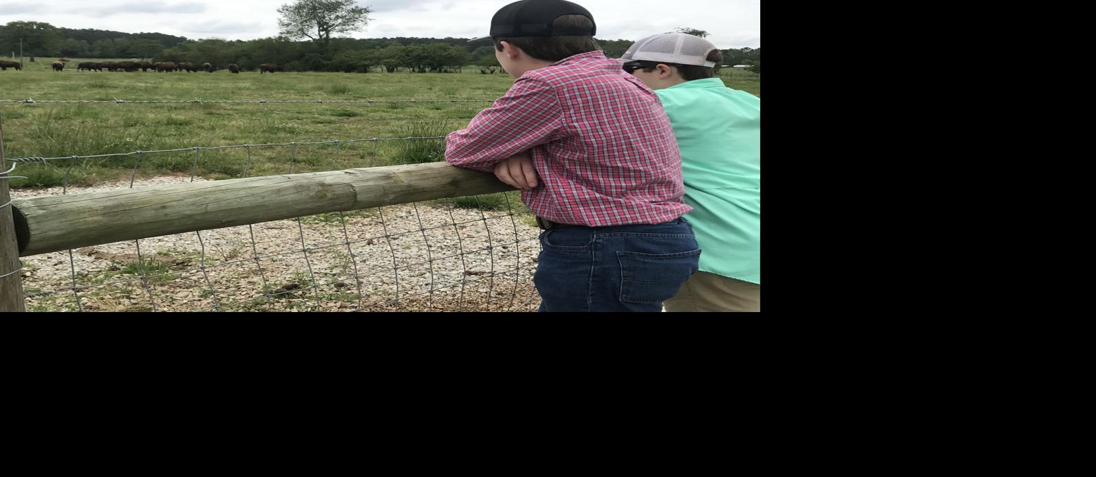 Bison farm, school ag program, hay bale operation part of annual Farm