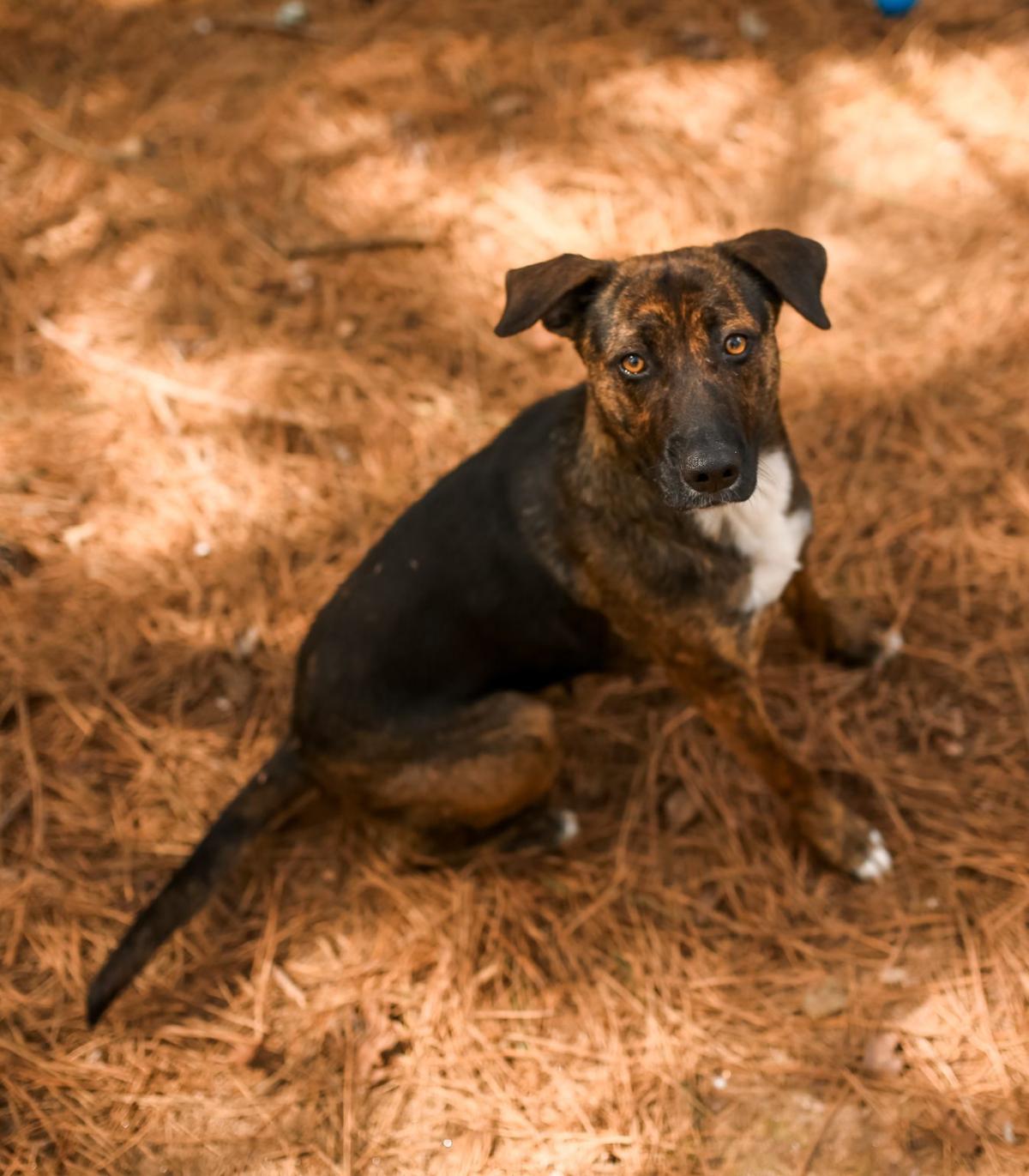 ‘Samantha’ is shelter’s Dog of the Week