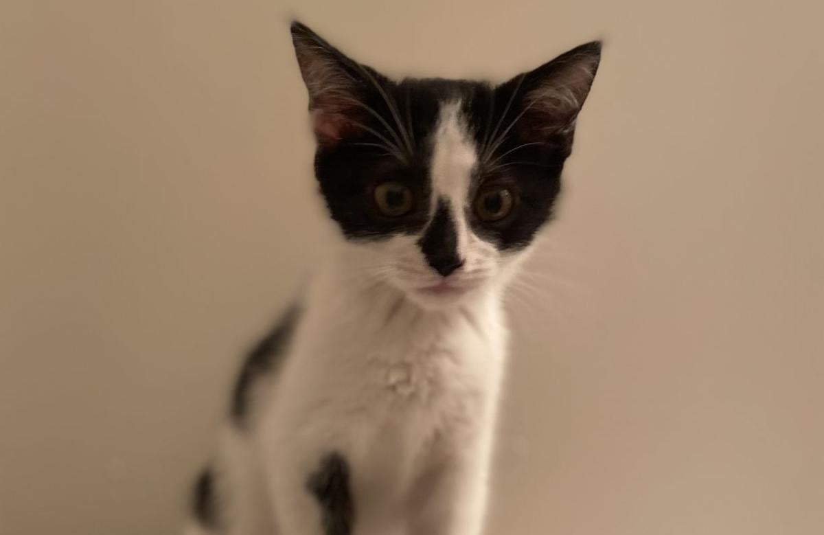 ‘Miss Buttons’ is animal shelter’s Cat of the Week