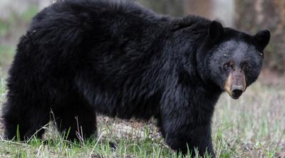 Black Bears In Georgia Spring Sightings Not Unusual Banksnewstoday Mainstreetnews Com Black Bear Festival 2022 Chatsworth Ga