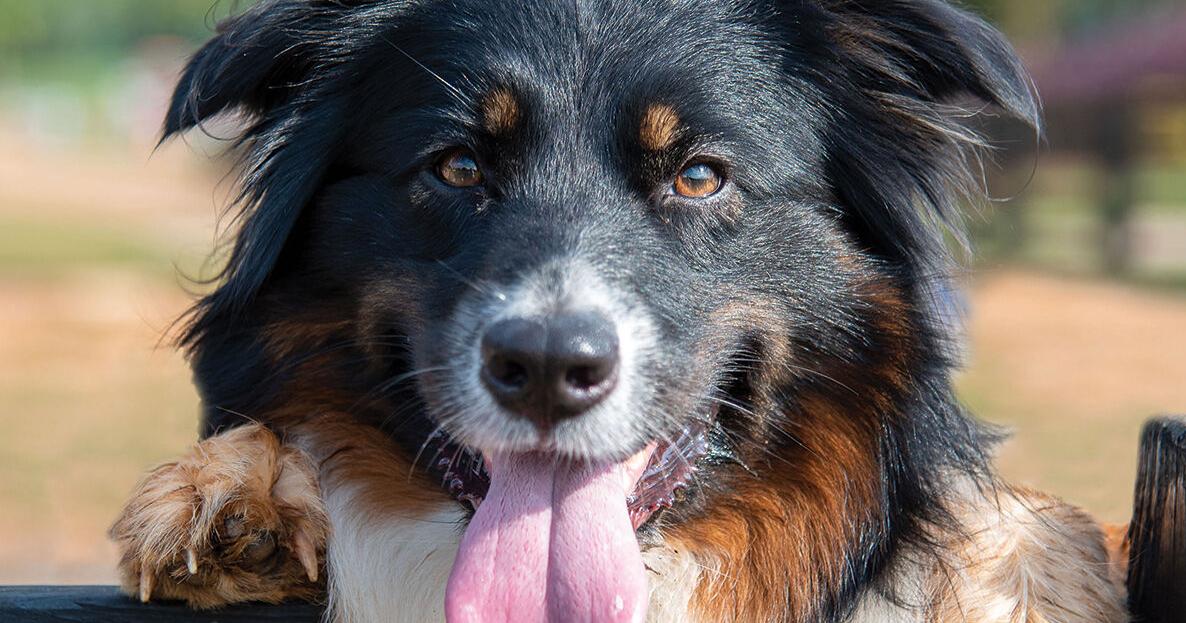 Georgia Farm Bureau accepting entries for farm dog contest