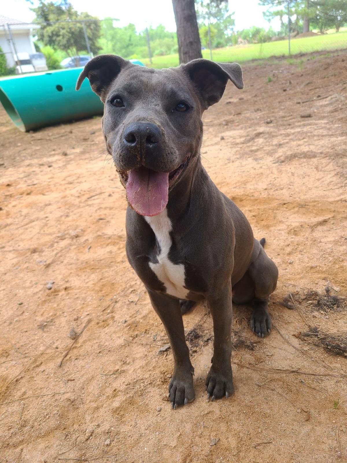 ‘Lila’ is shelter’s Dog of the Week