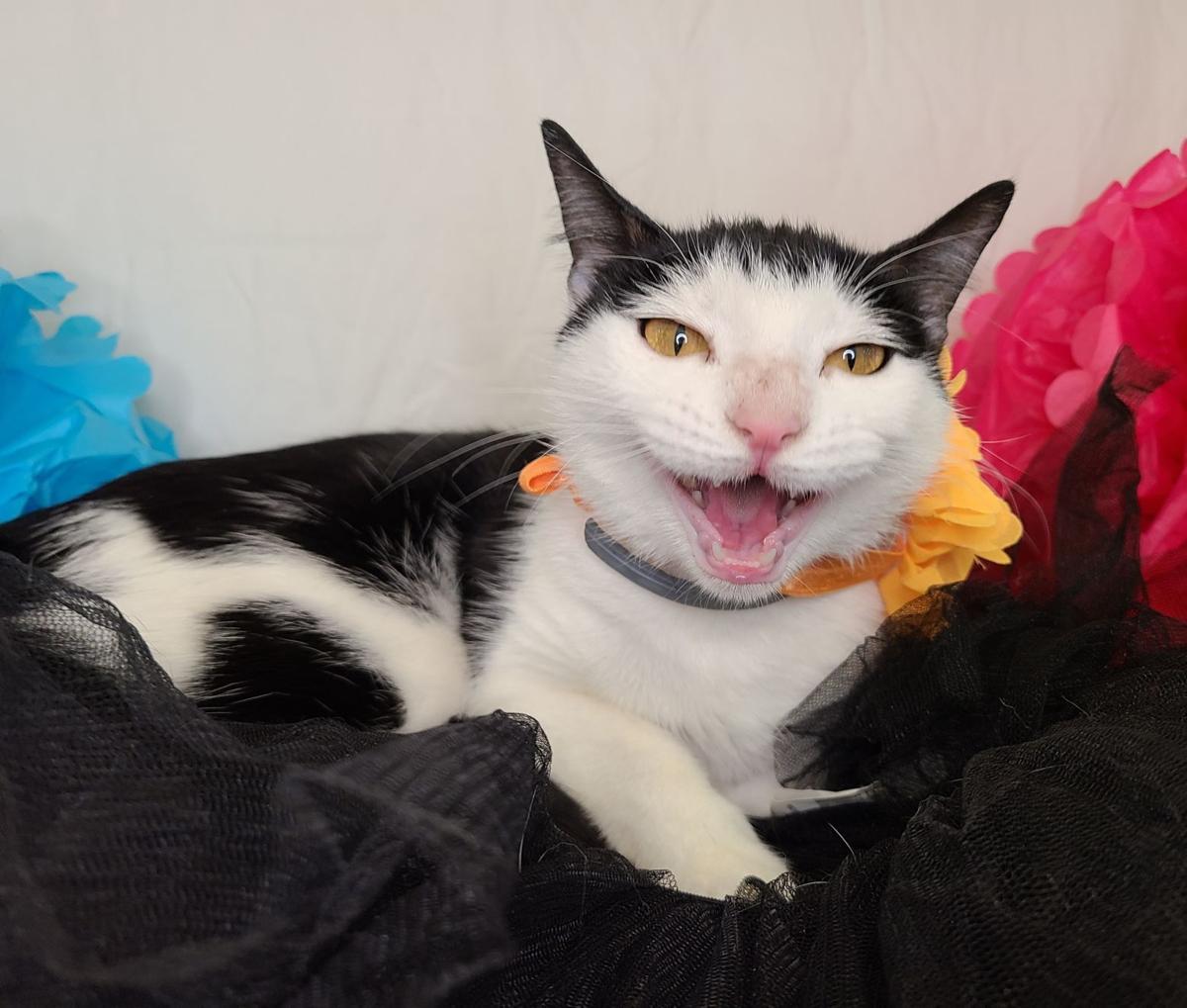 ‘Bean’ is shelter Cat of the Week