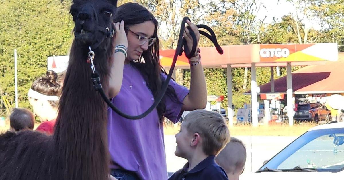 Love of Llamas visits Redstone’s Children’s Academy for barnyard week