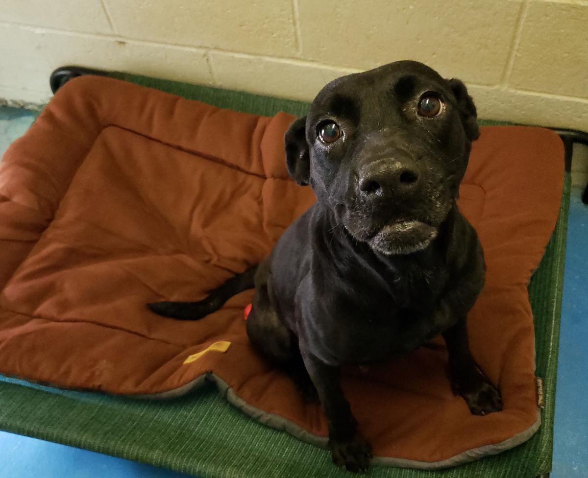 ‘Fantasia’ is shelter’s Dog of the Week