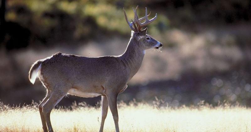 Georgia Hunters for the Hungry: Donate a deer to a family in need