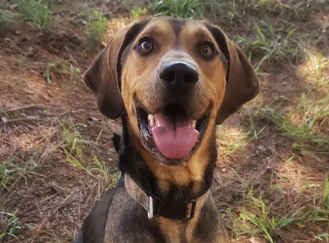 ‘Kain’ is animal shelter’s Dog of the Week