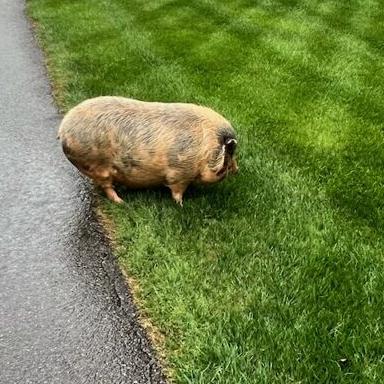 PIG SPOTTED IN CORNELIA